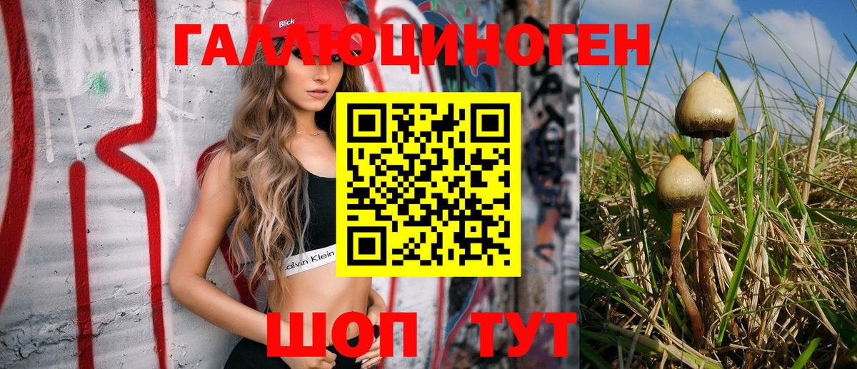 Галлюциногенные грибы Psilocybe  Назрань 